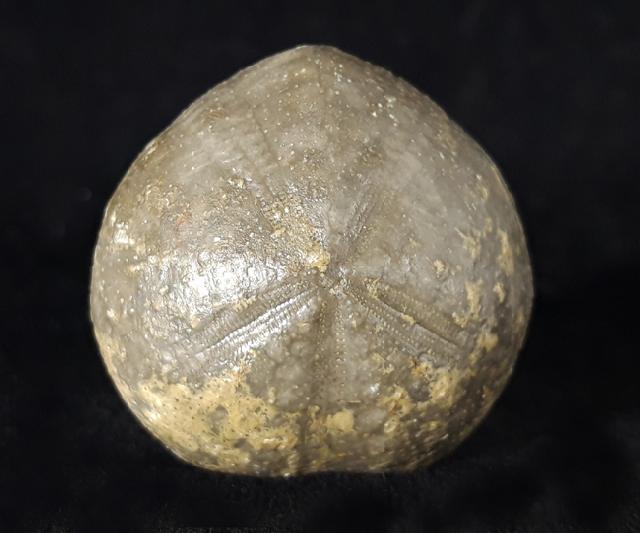 Micraster brevis DESOR in AGASSIZ & DESOR 1847 - Bild © FossNet FossilienStore